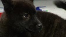 甲斐犬