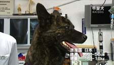 甲斐犬